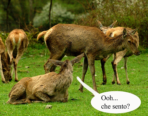 Mammalia .... che ridere!